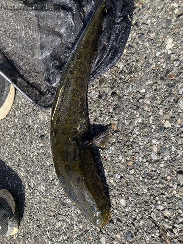 ライギョの釣果