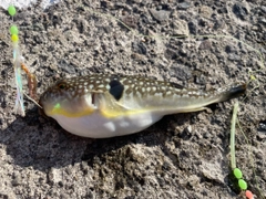 フグの釣果