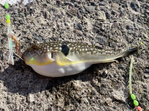 フグの釣果