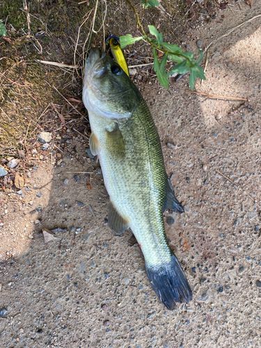 ラージマウスバスの釣果