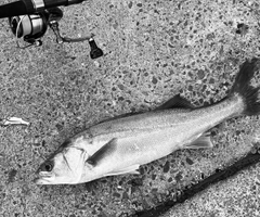 スズキの釣果