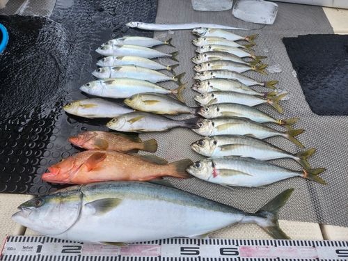 ハマチの釣果