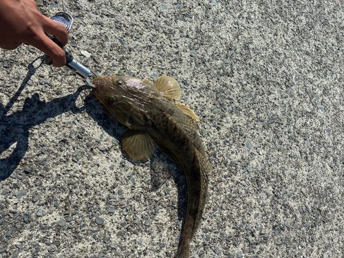マゴチの釣果