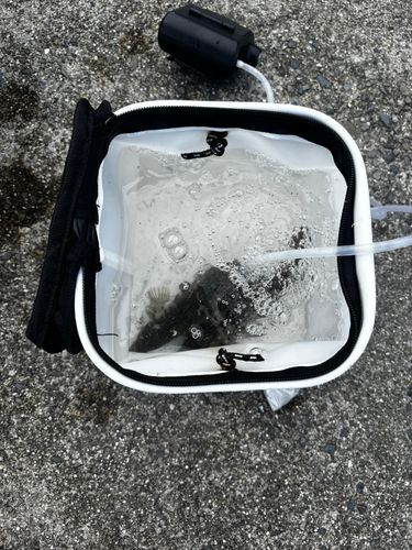 アイナメの釣果