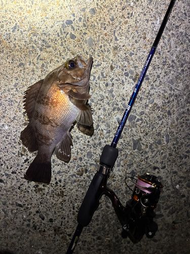 メバルの釣果