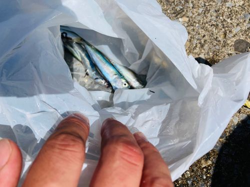 イワシの釣果