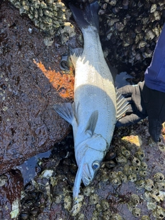 ヒラスズキの釣果