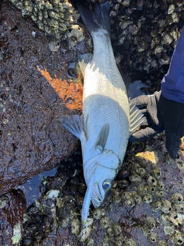 ヒラスズキの釣果