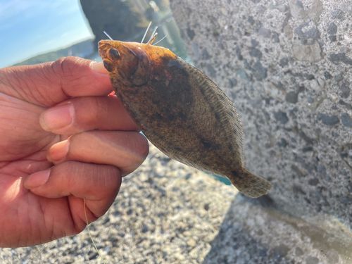 マコガレイの釣果