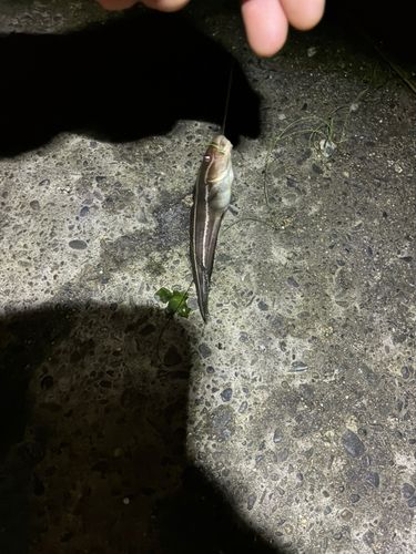 ゴンズイの釣果