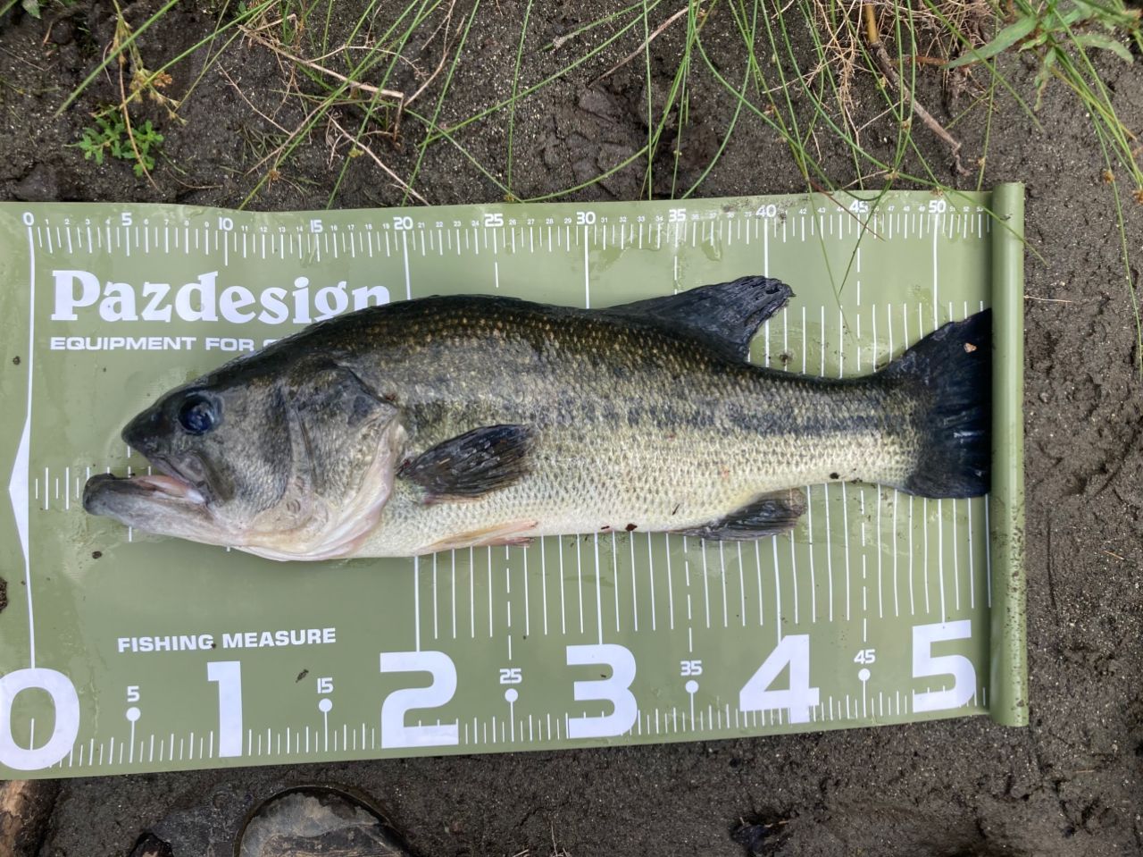 DAIWA 19ブラックレーベル SG 682L/MLXS-STの最安値・インプレ・釣果
