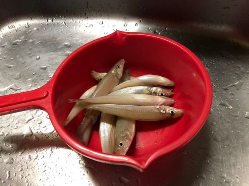 キスの釣果