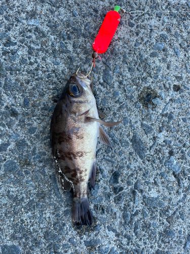 マサバの釣果