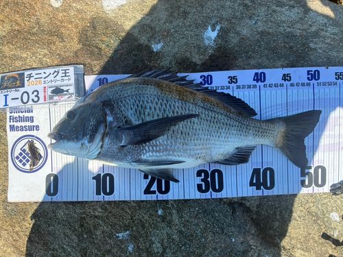 チヌの釣果