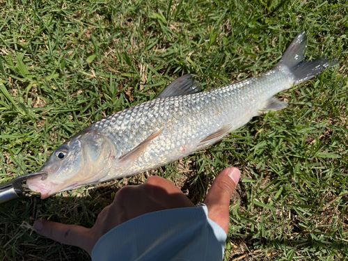 ニゴイの釣果