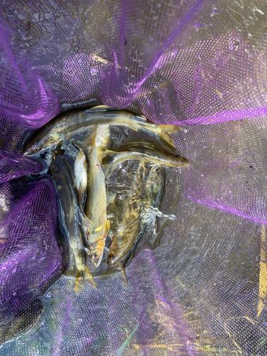 アユの釣果