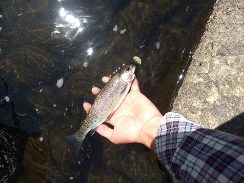 ニジマスの釣果