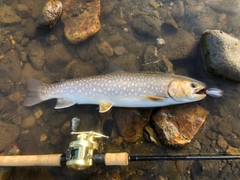 アメマスの釣果