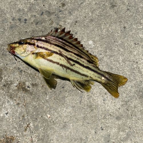 シマイサキの釣果