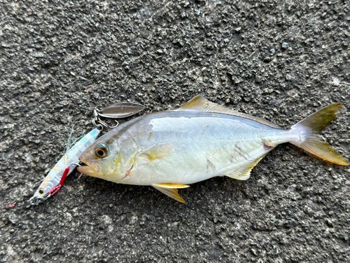 シオの釣果