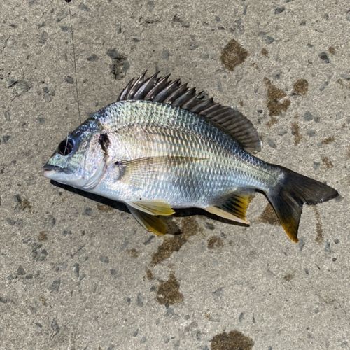 キチヌの釣果
