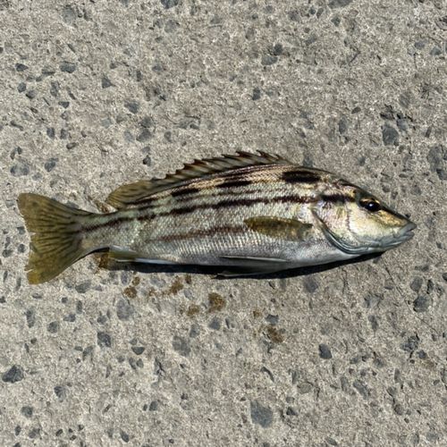 シマイサキの釣果