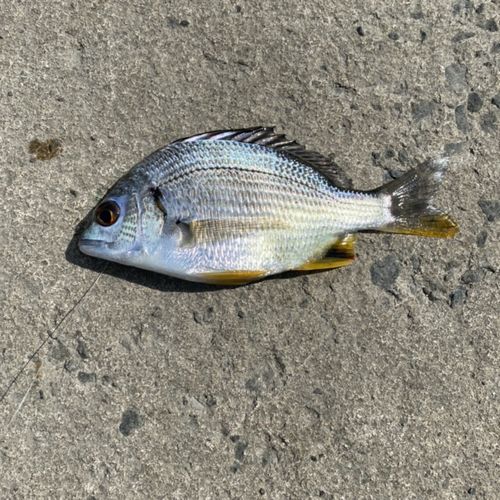 キチヌの釣果