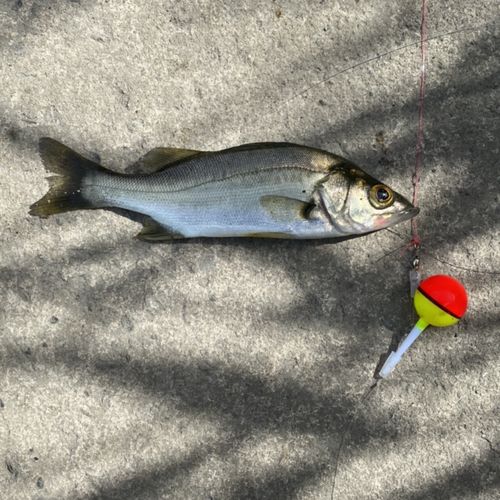 セイゴ（ヒラスズキ）の釣果