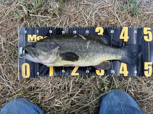 ラージマウスバスの釣果