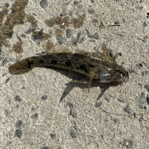 マハゼの釣果