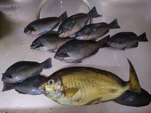アイゴの釣果