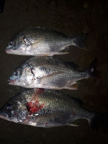 キビレの釣果
