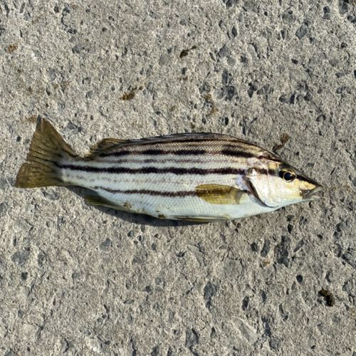 シマイサキの釣果