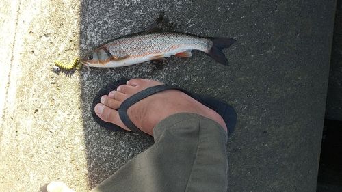 ウグイの釣果