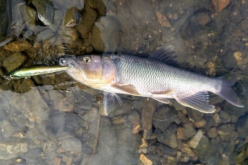 ケタバスの釣果