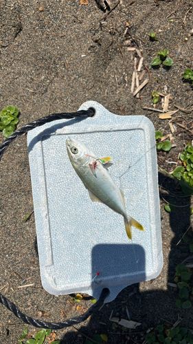 フクラギの釣果