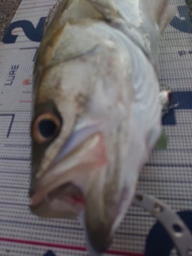 フッコ（マルスズキ）の釣果