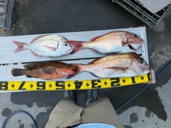 マダイの釣果