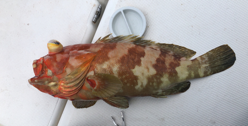 シモフリハタの釣果