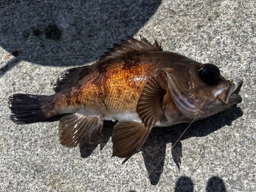 メバルの釣果