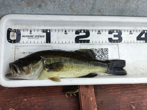 弁慶フィッシングクラブで釣れたブラックバスの釣り・釣果情報