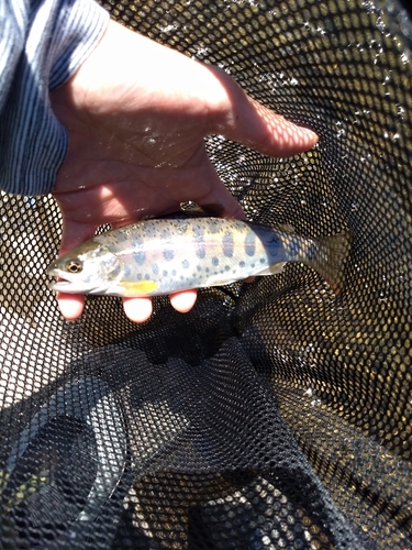 ヤマメの釣果