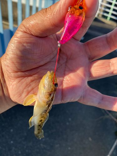 マハゼの釣果