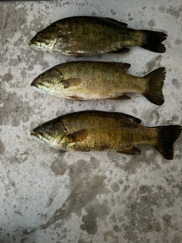 ブラックバスの釣果