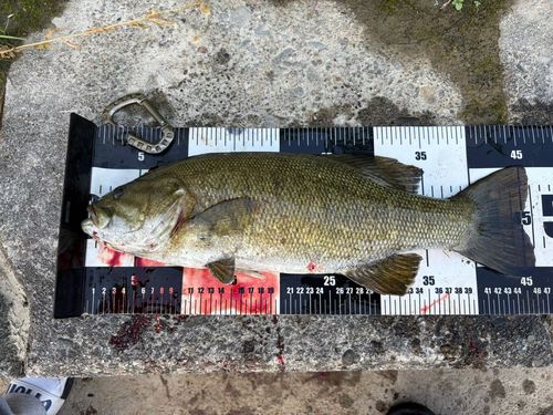 スモールマウスバスの釣果