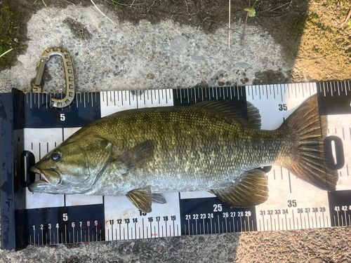 スモールマウスバスの釣果