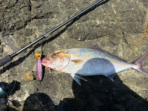 ネリゴの釣果