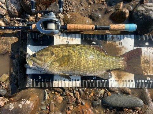 スモールマウスバスの釣果