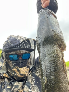タイワンドジョウの釣果