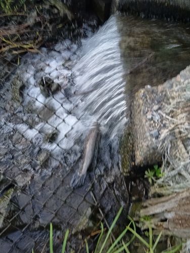 ライギョの釣果